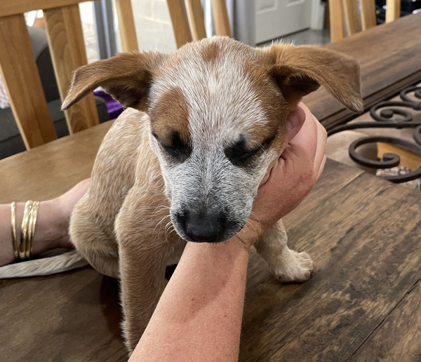 a-cattle-dog-female-puppy-for-sale-named-krishna-october-2024-image-1