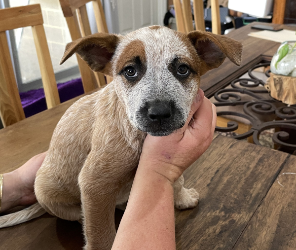 a-cattle-dog-female-puppy-for-sale-named-krishna-october-2024-image-2