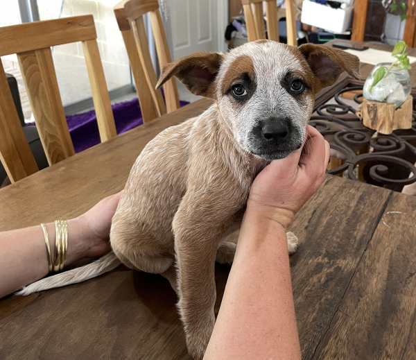 a-cattle-dog-female-puppy-for-sale-named-krishna-october-2024-image-3