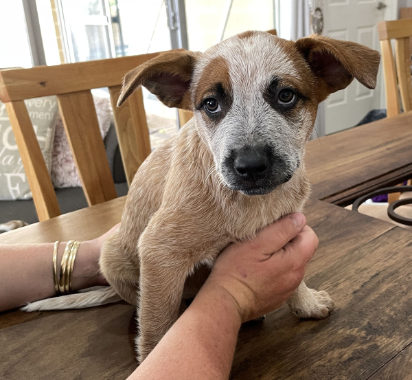 a-cattle-dog-female-puppy-for-sale-named-krishna-october-2024-image-4