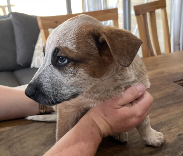 a-cattle-dog-female-puppy-for-sale-named-krishna-october-2024-image-5