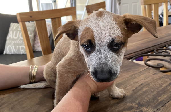 a-cattle-dog-female-puppy-for-sale-named-krishna-october-2024-image-6