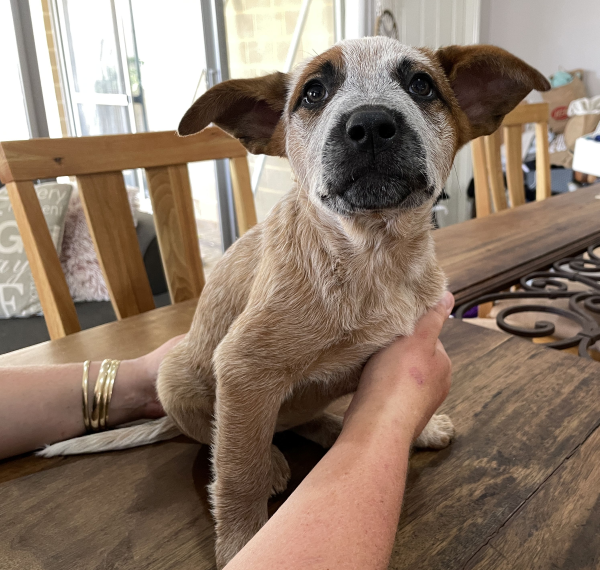 a-cattle-dog-female-puppy-for-sale-named-krisna-october-2024-image-7