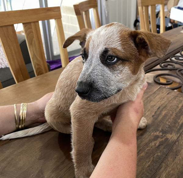 a-cattle-dog-female-puppy-for-sale-named-krishna-october-2024-image-8