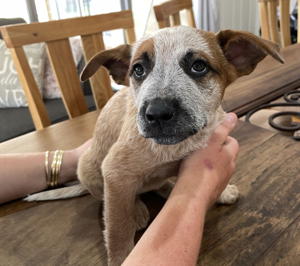 a-cattle-dog-female-puppy-for-sale-named-krishna-october-2024-image-9