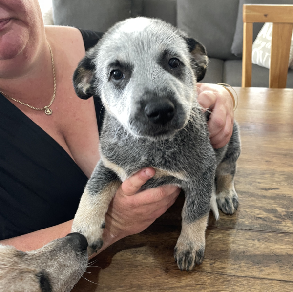 a-cattle-dog-male-puppy-for-sale-named-bandit-october-2024-image-1