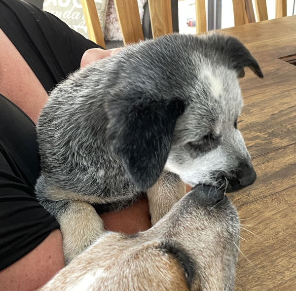 a-cattle-dog-male-puppy-for-sale-named-bandit-october-2024-image-2