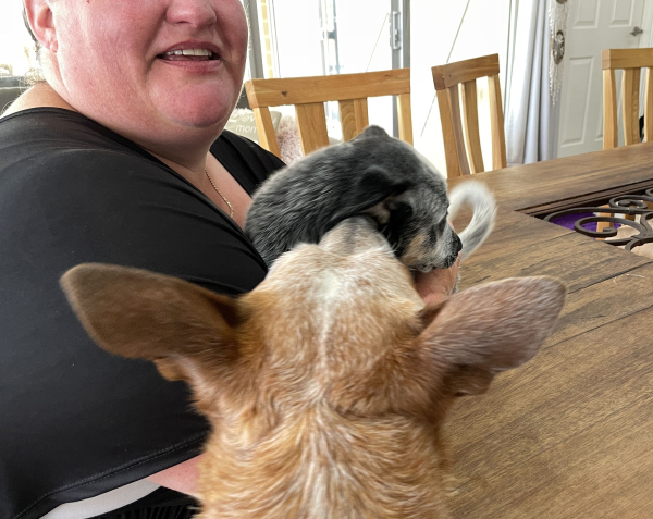 a-cattle-dog-male-puppy-for-sale-named-bandit-october-2024-image-3