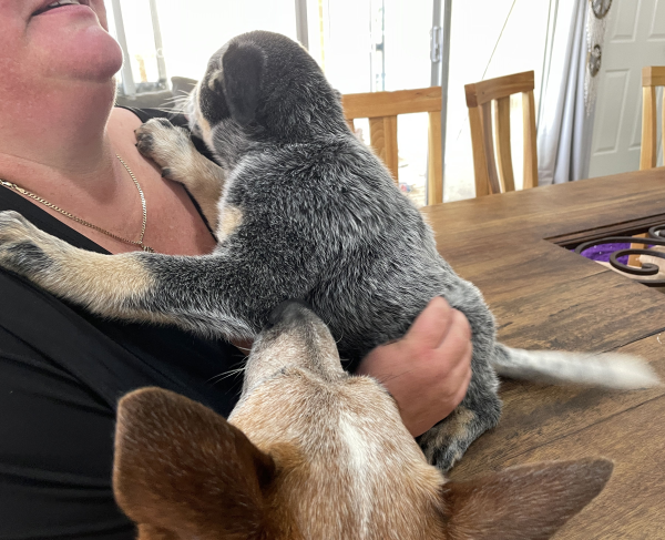 a-cattle-dog-male-puppy-for-sale-named-bandit-october-2024-image-4