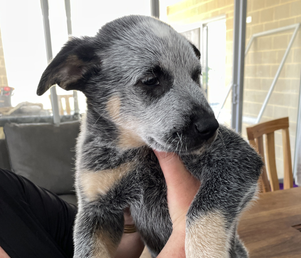 a-cattle-dog-male-puppy-for-sale-named-bandit-october-2024-image-5