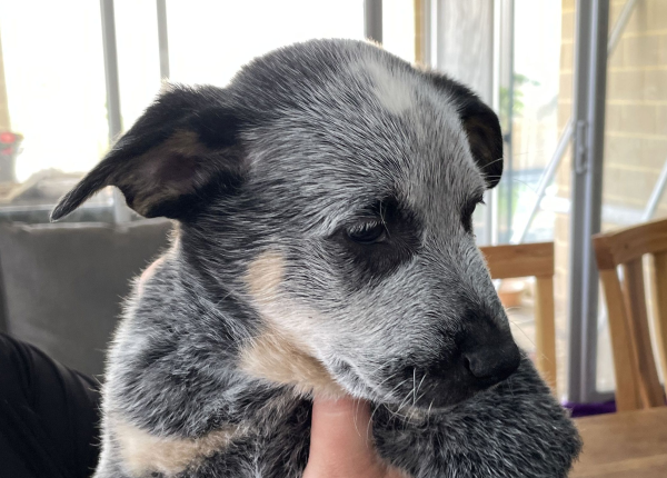 a-cattle-dog-male-puppy-for-sale-named-bandit-october-2024-image-6