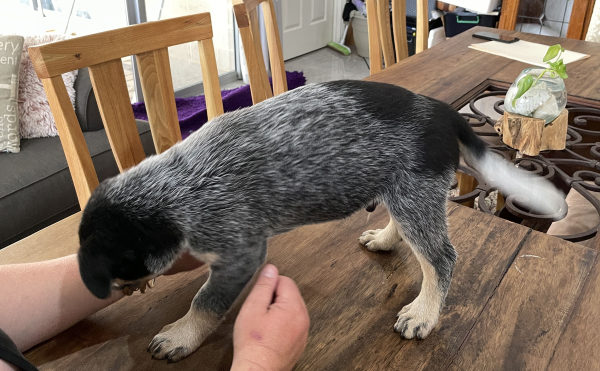 a-cattle-dog-male-puppy-for-sale-named-boots-october-2024-image-1