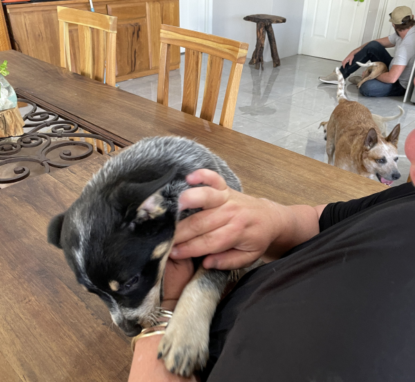 a-cattle-dog-male-puppy-for-sale-named-boots-october-2024-image-2