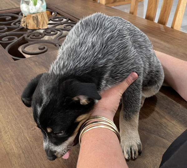 a-cattle-dog-male-puppy-for-sale-named-boots-october-2024-image-3