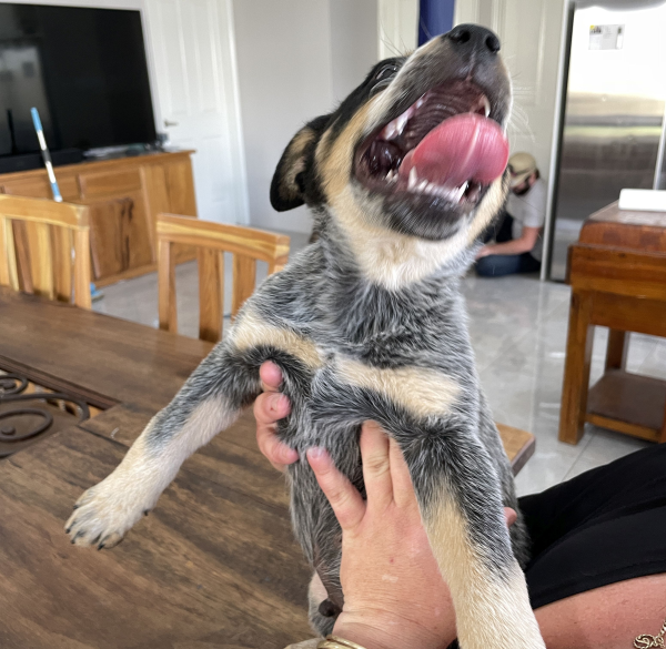 a-cattle-dog-male-puppy-for-sale-named-boots-october-2024-image-4