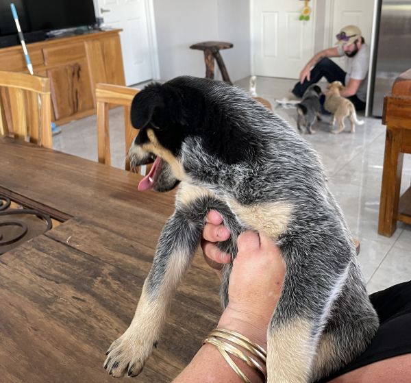 a-cattle-dog-male-puppy-for-sale-named-boots-october-2024-image-5