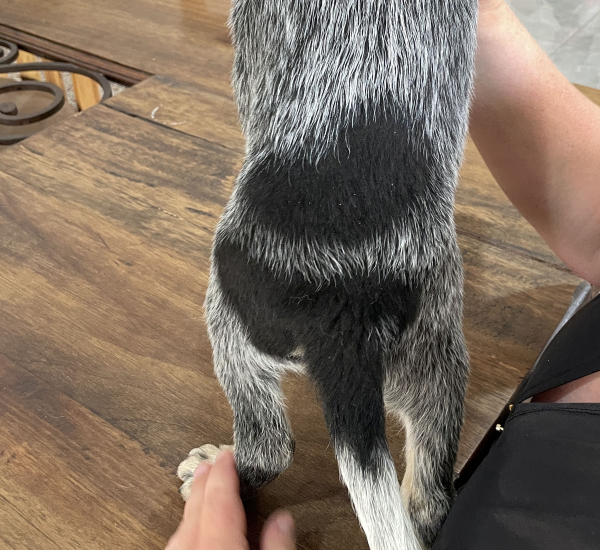 a-cattle-dog-male-puppy-for-sale-named-boots-october-2024-image-7