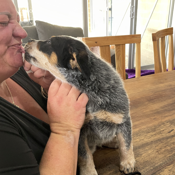 a-cattle-dog-male-puppy-for-sale-named-christmas-october-2024-image-1