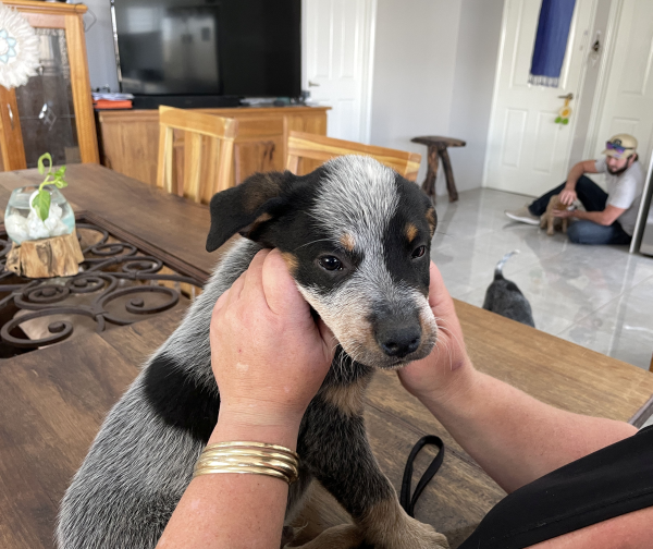 a-cattle-dog-male-puppy-for-sale-named-christmas-october-2024-image-10