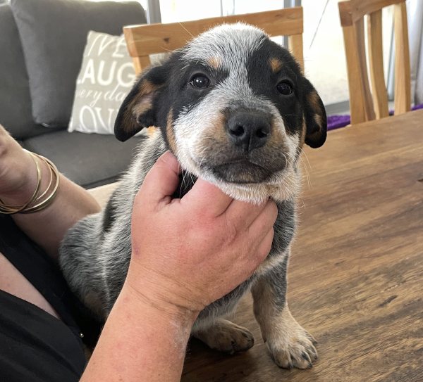 a-cattle-dog-male-puppy-for-sale-named-christmas-october-2024-image-2