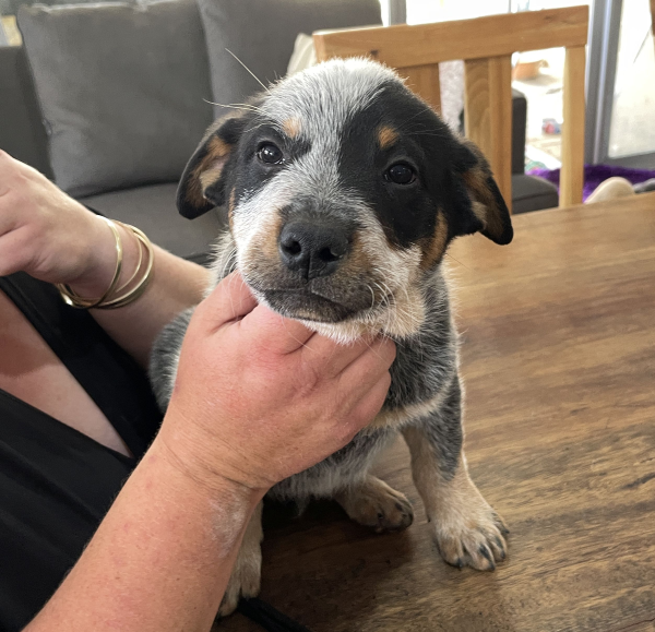 a-cattle-dog-male-puppy-for-sale-named-christmas-october-2024-image-3