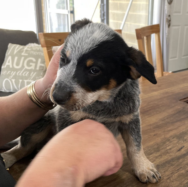 a-cattle-dog-male-puppy-for-sale-named-christmas-october-2024-image-4