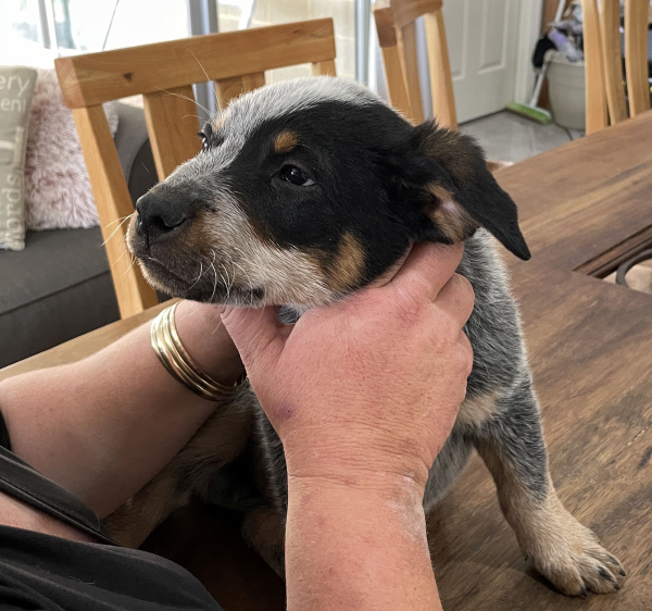 a-cattle-dog-male-puppy-for-sale-named-christmas-october-2024-image-5