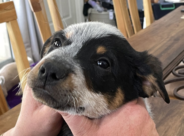 a-cattle-dog-male-puppy-for-sale-named-christmas-october-2024-image-6