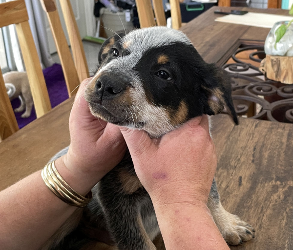 a-cattle-dog-male-puppy-for-sale-named-christmas-october-2024-image-7