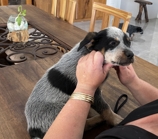 a-cattle-dog-male-puppy-for-sale-named-christmas-october-2024-image-8