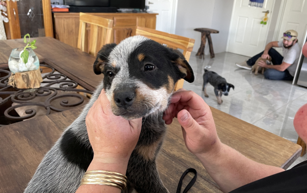 a-cattle-dog-male-puppy-for-sale-named-christmas-october-2024-image-9