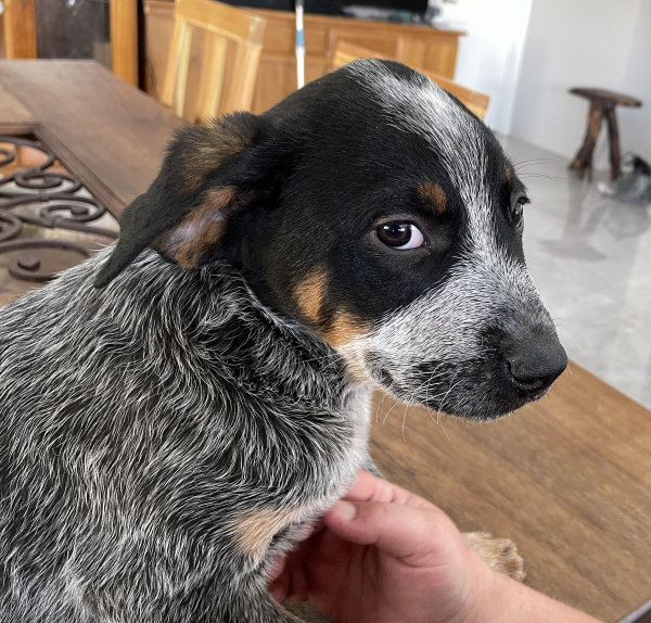 a-cattle-dog-male-puppy-for-sale-named-turtle-october-2024-image-10