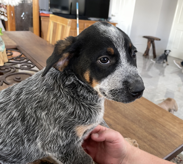 a-cattle-dog-male-puppy-for-sale-named-turtle-october-2024-image-11