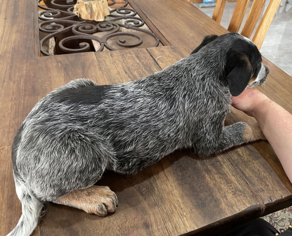 a-cattle-dog-male-puppy-for-sale-named-turtle-october-2024-image-2