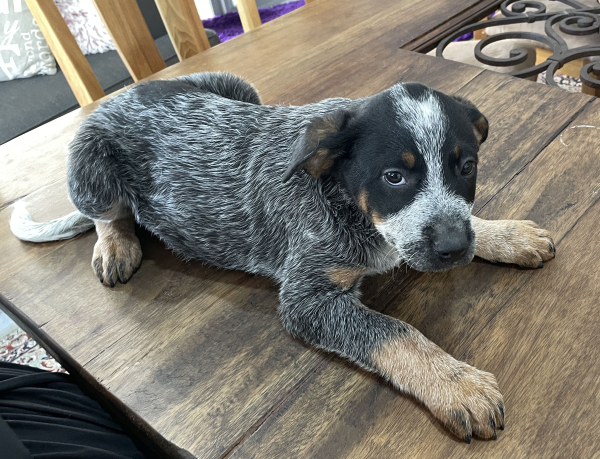 a-cattle-dog-male-puppy-for-sale-named-turtle-october-2024-image-3