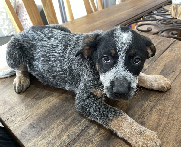 a-cattle-dog-male-puppy-for-sale-named-turtle-october-2024-image-4