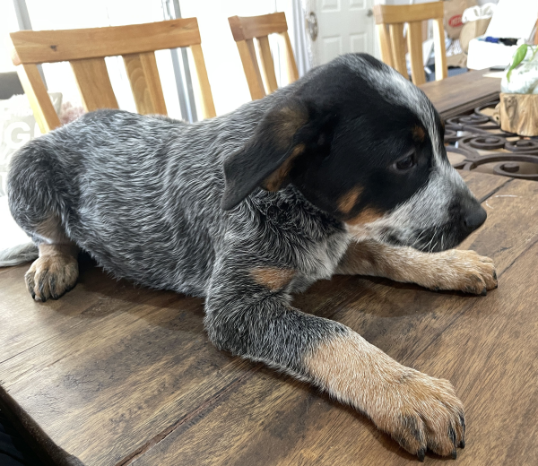 a-cattle-dog-male-puppy-for-sale-named-turtle-october-2024-image-5