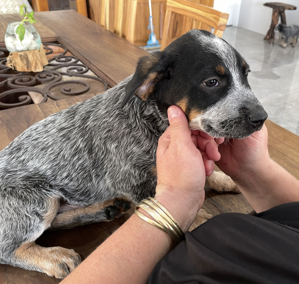 a-cattle-dog-male-puppy-for-sale-named-turtle-october-2024-image-6