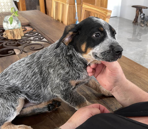 a-cattle-dog-male-puppy-for-sale-named-turtle-october-2024-image-7