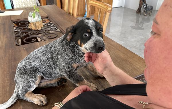 a-cattle-dog-male-puppy-for-sale-named-turtle-october-2024-image-8