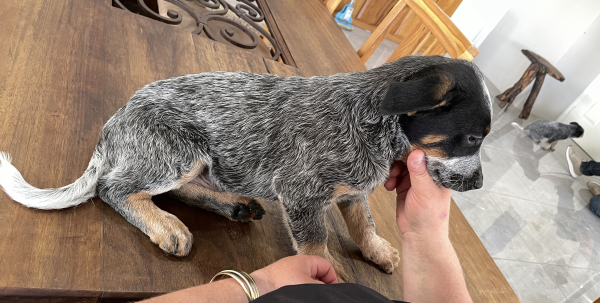 a-cattle-dog-male-puppy-for-sale-named-turtle-october-2024-image-9