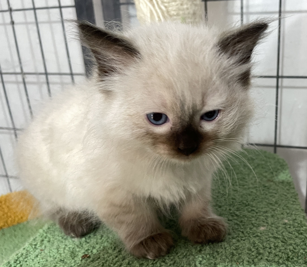 A-Blue-Point-male-Ragdoll-kitten-named-Earl-for-sale--November-13-2024-image-1