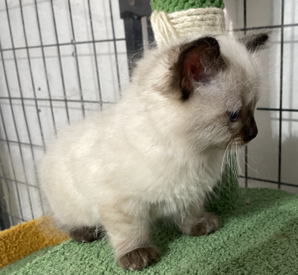 A-Blue-Point-male-Ragdoll-kitten-named-Earl-for-sale--November-13-2024-image-2