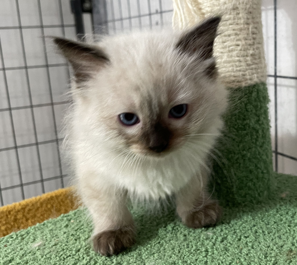 A-Blue-Point-male-Ragdoll-kitten-named-Earl-for-sale--November-13-2024-image-3