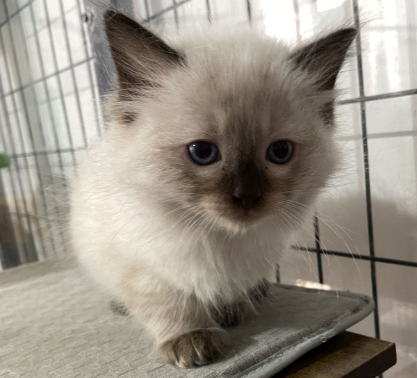 A-Blue-Point-male-Ragdoll-kitten-named-Earl-for-sale--November-13-2024-image-4