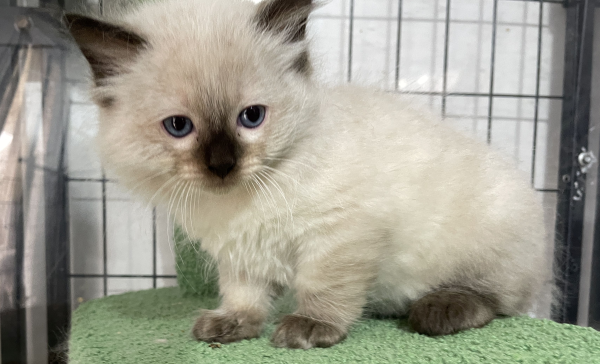 A-Blue-Point-male-Ragdoll-kitten-named-Earl-for-sale--November-13-2024-image-5