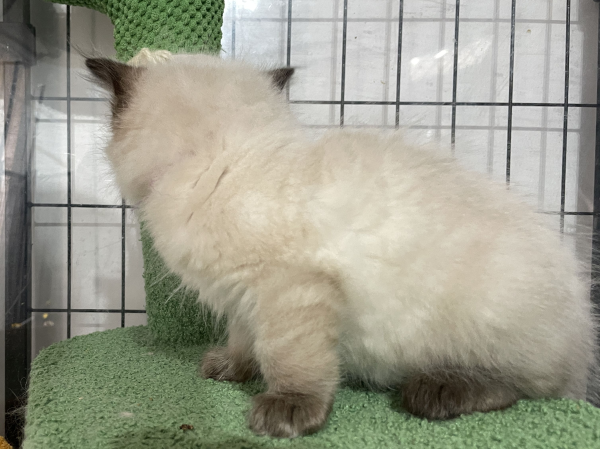 A-Blue-Point-male-Ragdoll-kitten-named-Earl-for-sale--November-13-2024-image-6