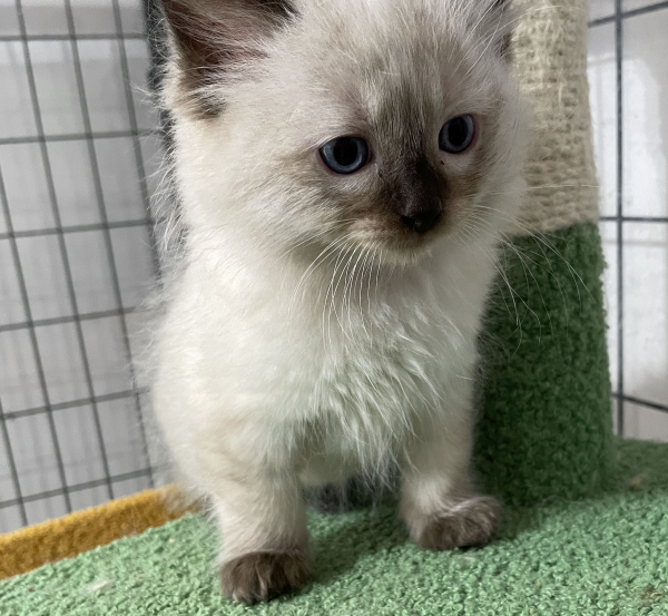 A-Blue-Point-male-Ragdoll-kitten-named-Earl-for-sale--November-13-2024-image-7