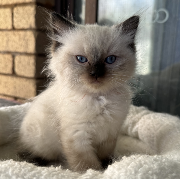 A-Seal-Point-Ragdoll-kitten-for-sale -November-10-2024