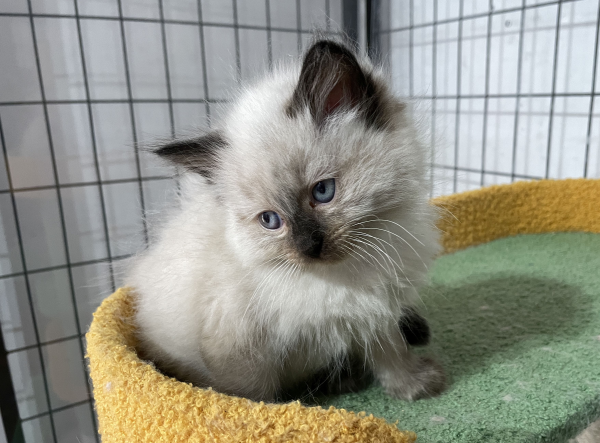 A-Seal-Point-female-Ragdoll-kitten-named-Dora-sold--November-13-2024-image-1